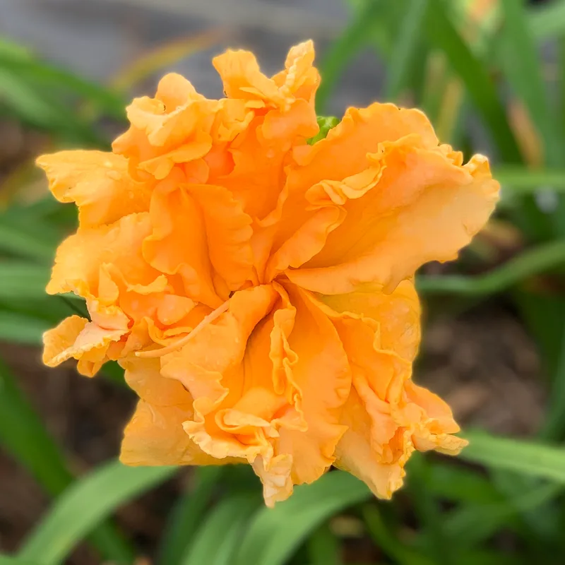 Clark Gable daylily bloom