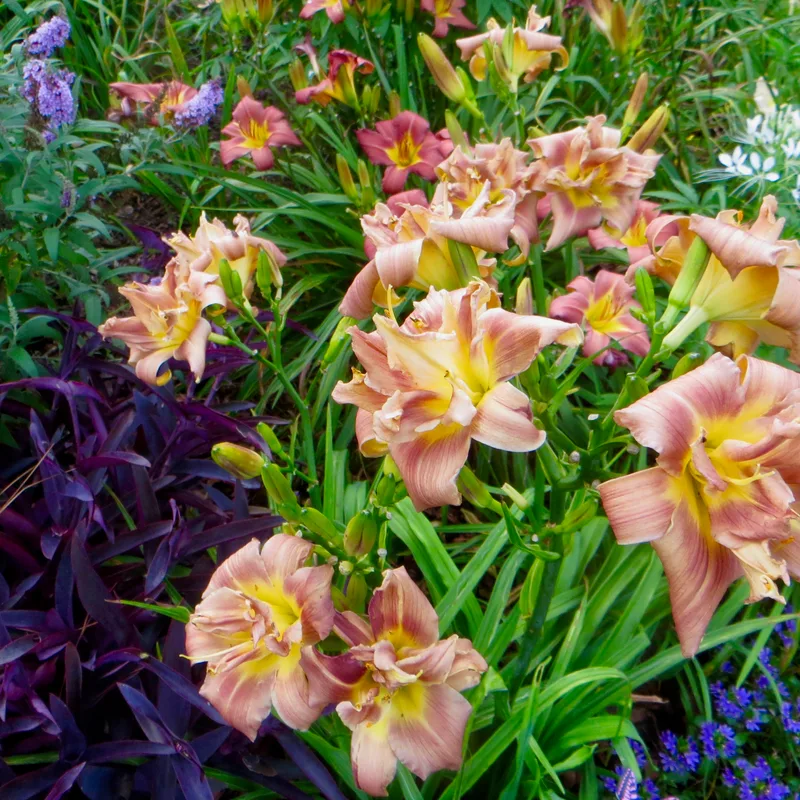 Coffee Frenzy from RollingOaksDaylilies