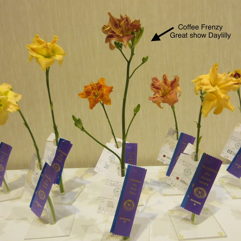 Coffee Frenzy from RollingOaksDaylilies