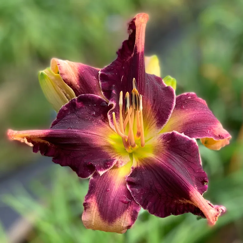 Coit Tower daylily bloom