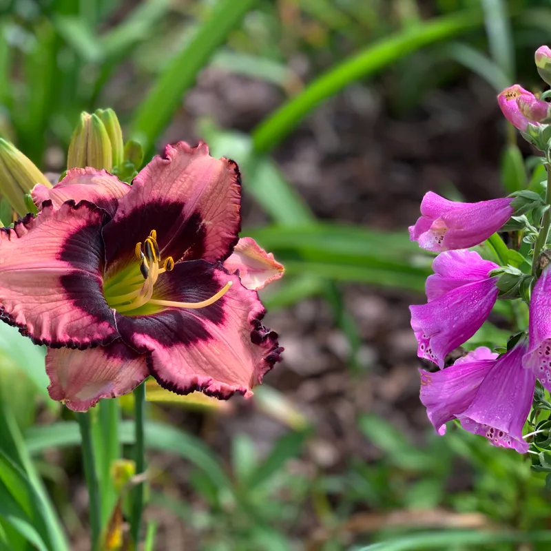 Corsican Night daylily bloom