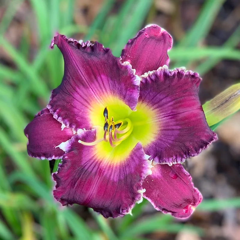 Cosmic Sensation daylily bloom