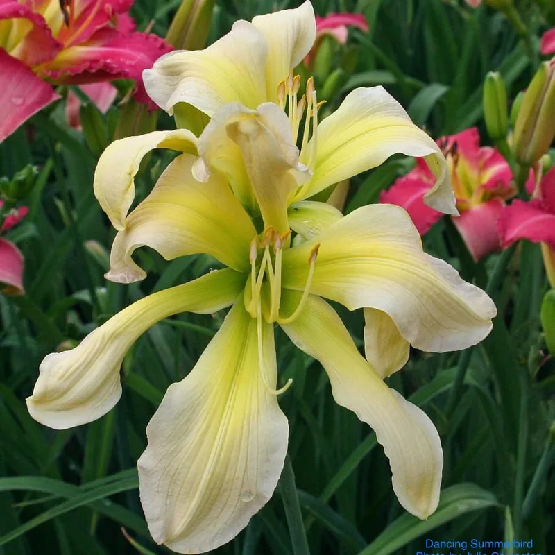 Dancing Summerbird daylily bloom