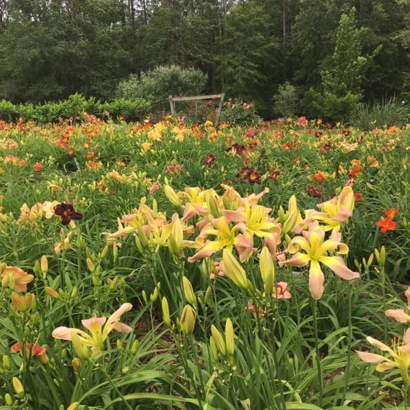Dancing Summerbird from RollingOaksDaylilies