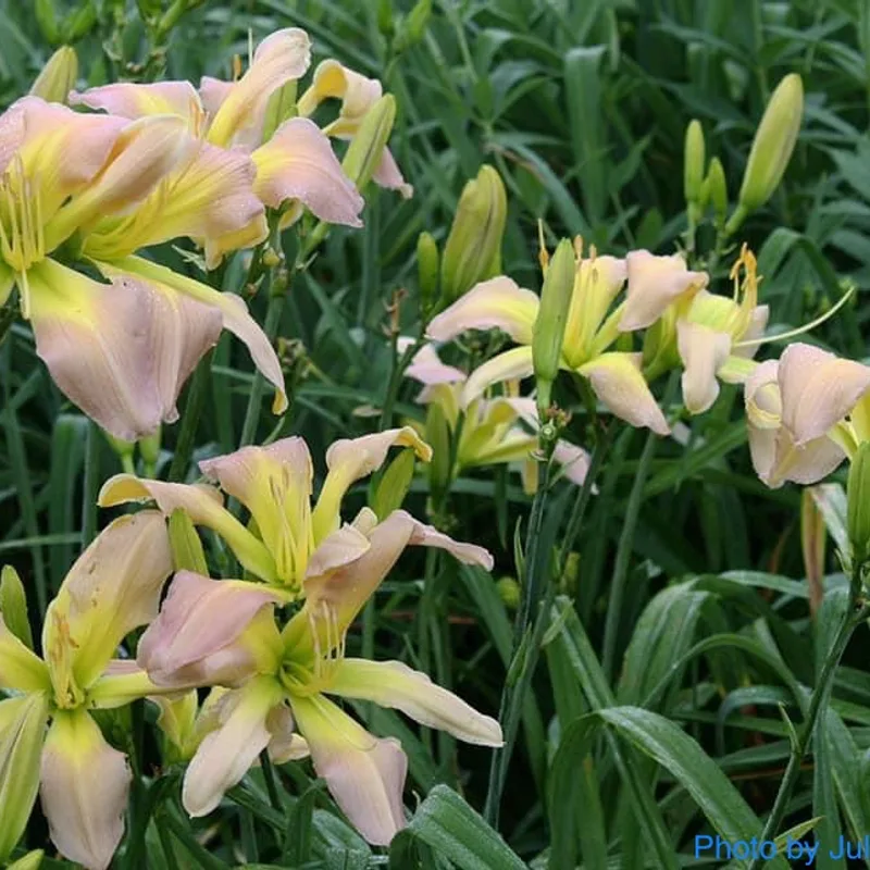 Dancing Summerbird from RollingOaksDaylilies