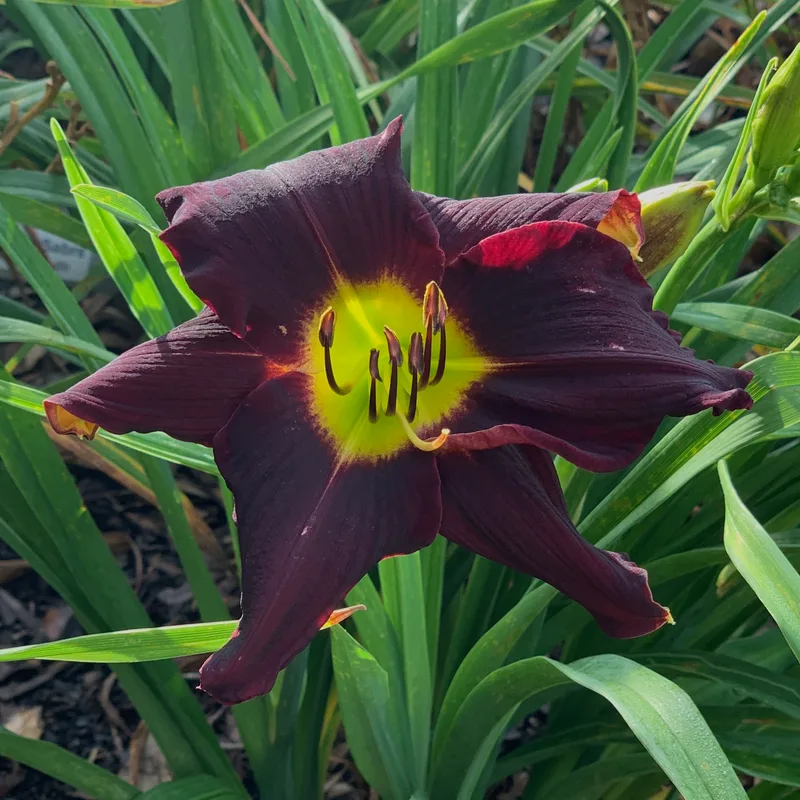 Dark Storm from RollingOaksDaylilies