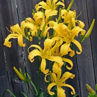 Debary Canary catalog image