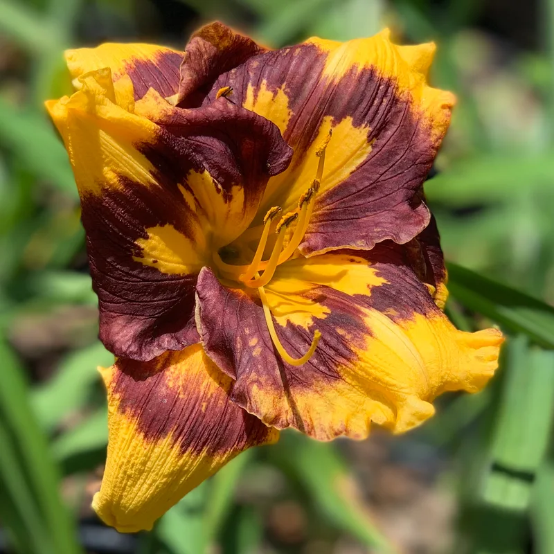 Deep Impact from RollingOaksDaylilies