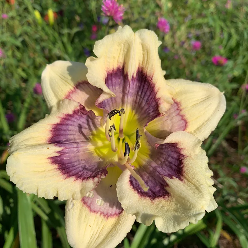 Dime Store Magic from RollingOaksDaylilies