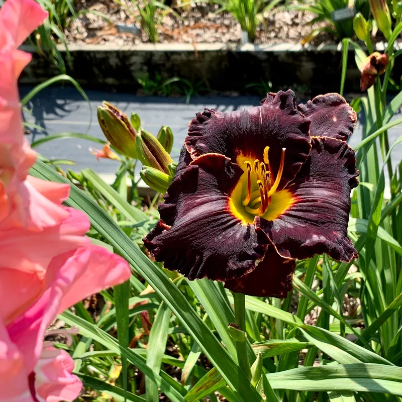 Spacecoast Back in Black from RollingOaksDaylilies
