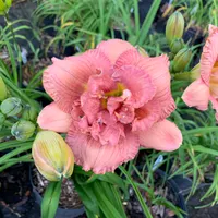 Dowager Empress thumbnail