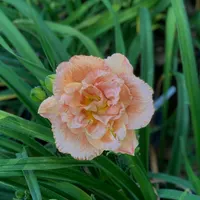Dowager Empress thumbnail