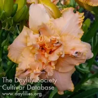 Spacecoast Double Time catalog image