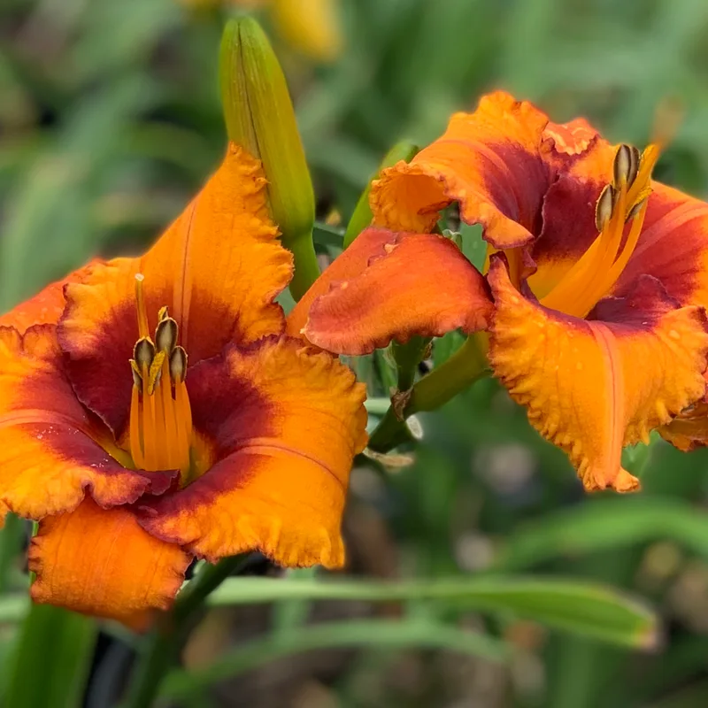 Spacecoast Free Bird from RollingOaksDaylilies