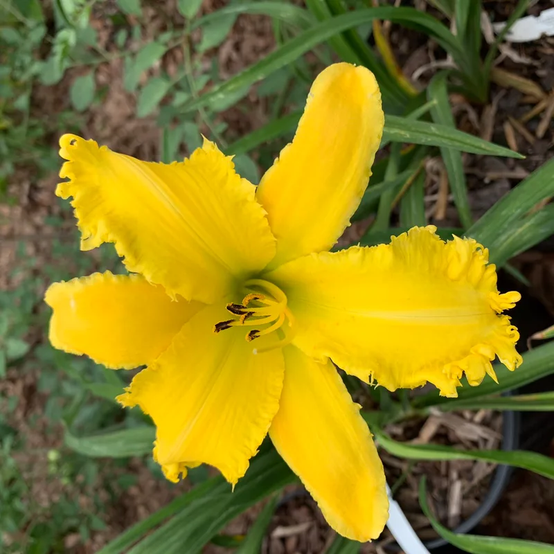 Spacecoast Hammer Time daylily bloom