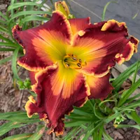 Spacecoast Light My Fire catalog image