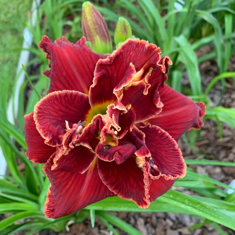 Spacecoast Playing with Fire from RollingOaksDaylilies