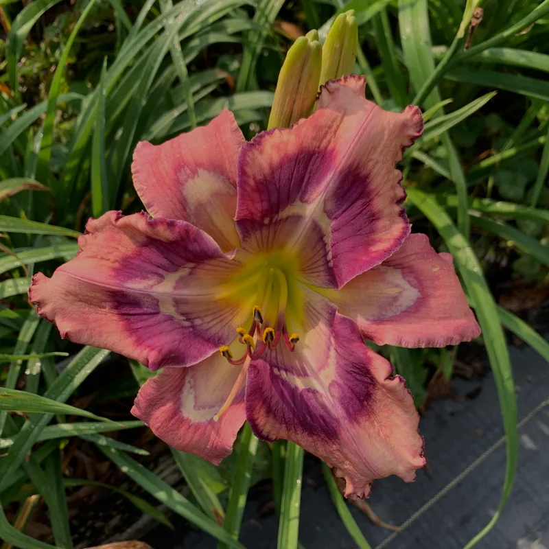 Spacecoast Time After Time from RollingOaksDaylilies