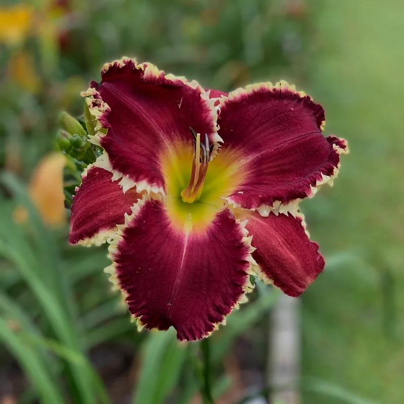 Spacecoast White Fang from RollingOaksDaylilies