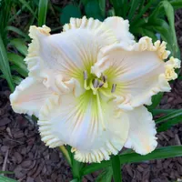 Spacecoast White Wedding thumbnail