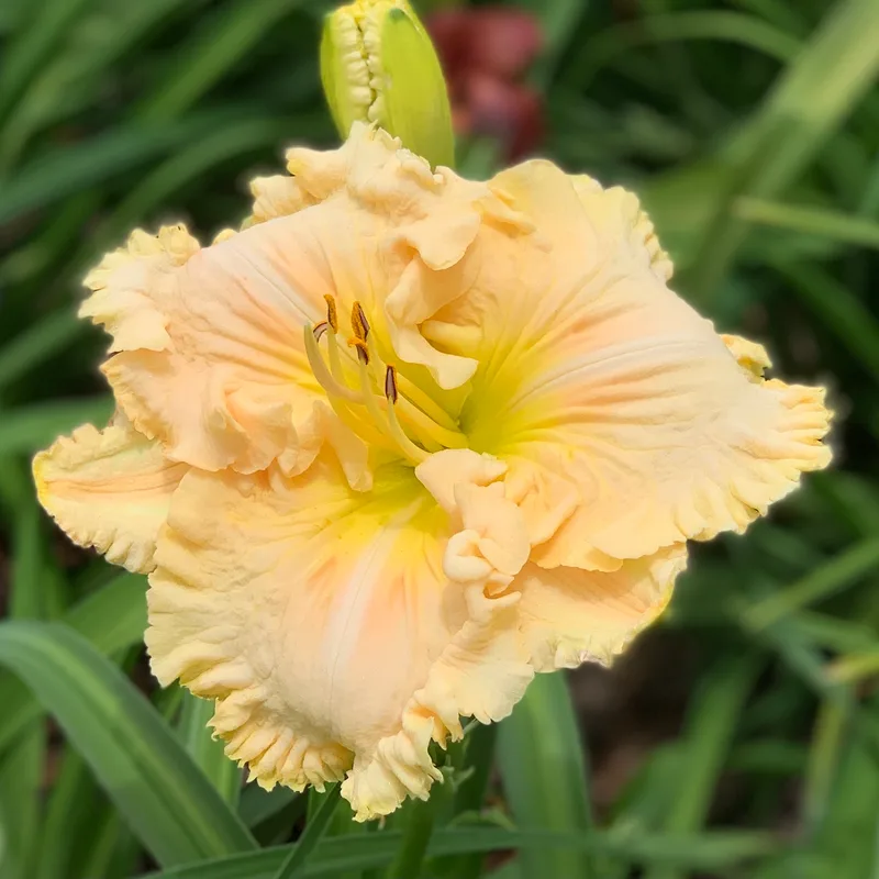 Spacecoast White Wedding from RollingOaksDaylilies