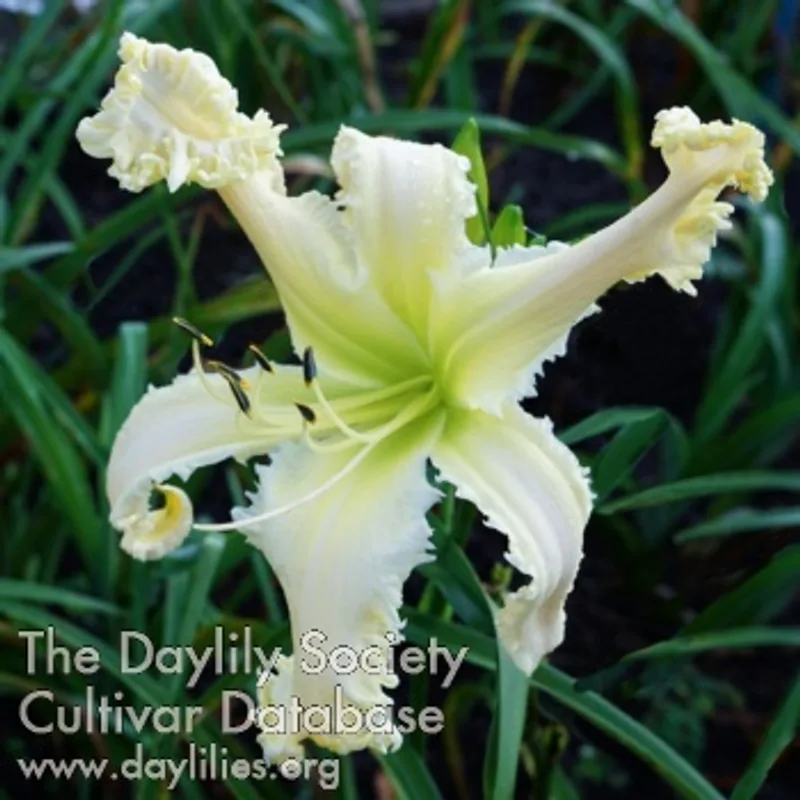 Spacecoast White Wolf daylily bloom