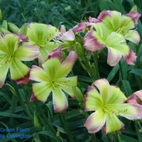 Pinewood Green Flash thumbnail