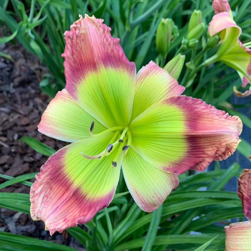 Pinewood Green Flash from RollingOaksDaylilies