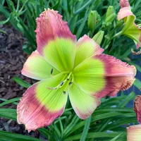 Pinewood Green Flash thumbnail