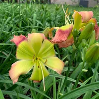 Pinewood Green Flash thumbnail