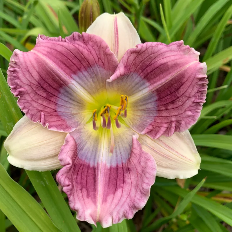 19-76 daylily bloom