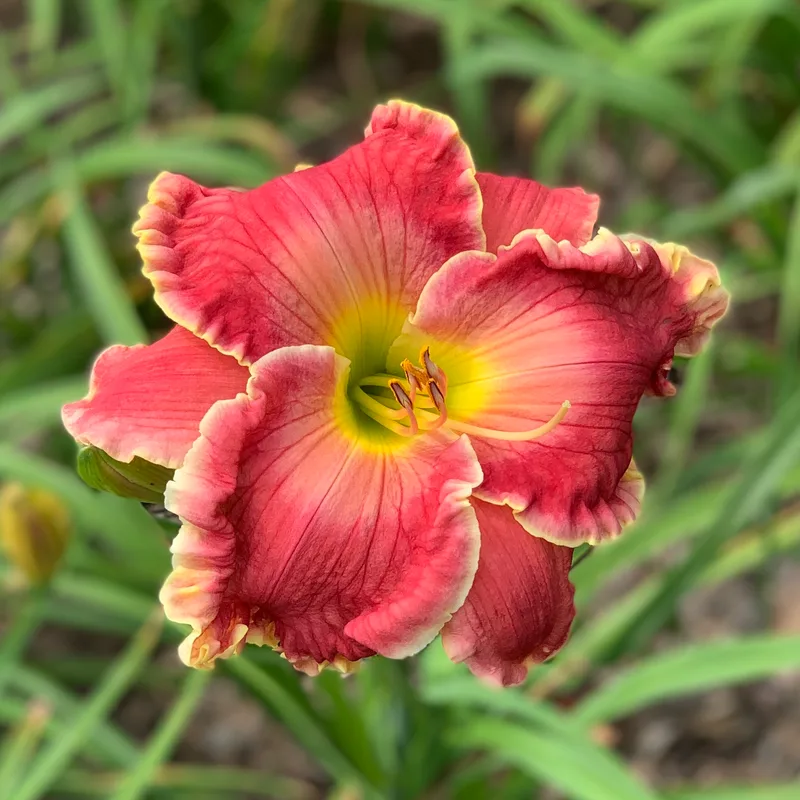 18-62 daylily bloom