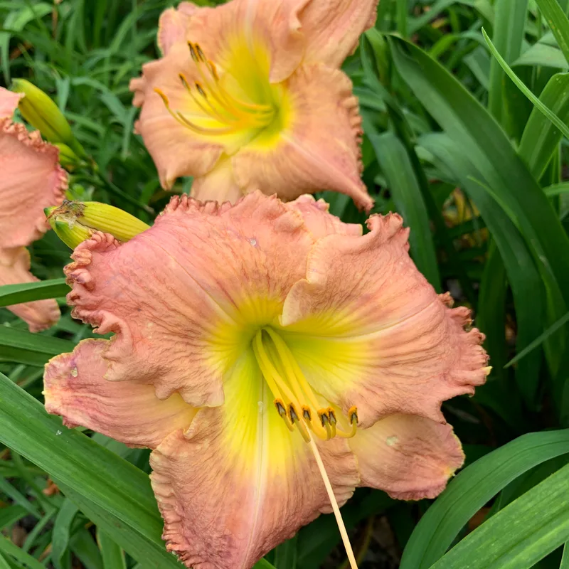 18-10 daylily bloom
