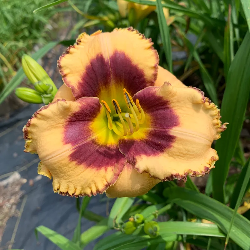 20-23 daylily bloom