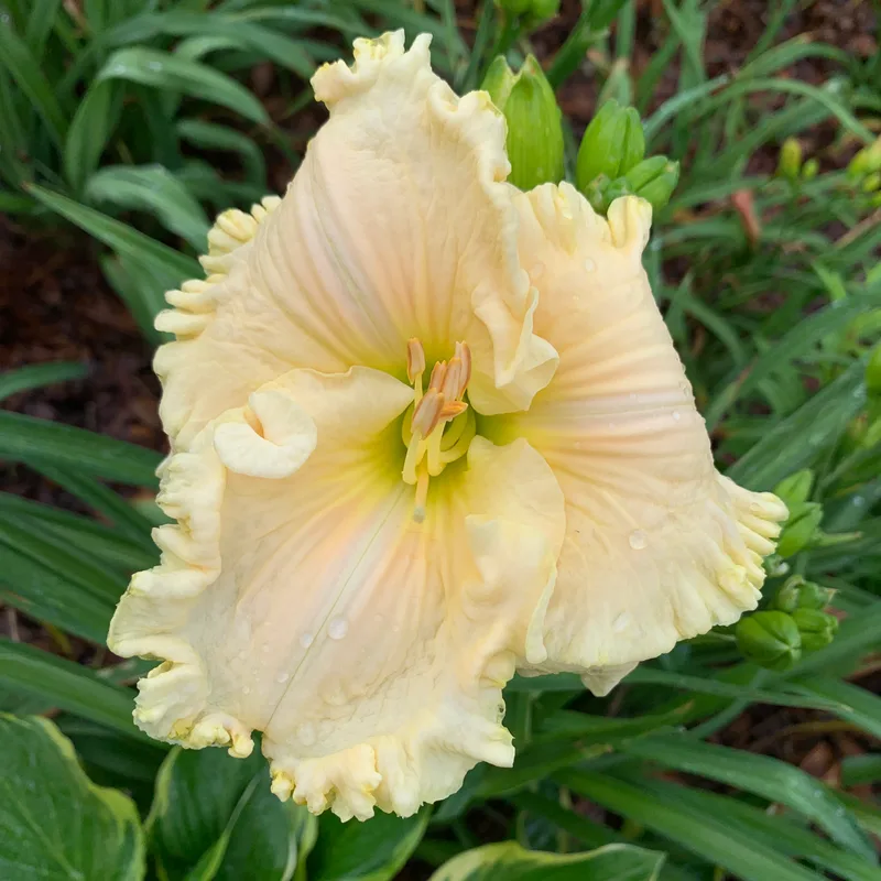 Rolling Oaks Coconut Island from RollingOaksDaylilies