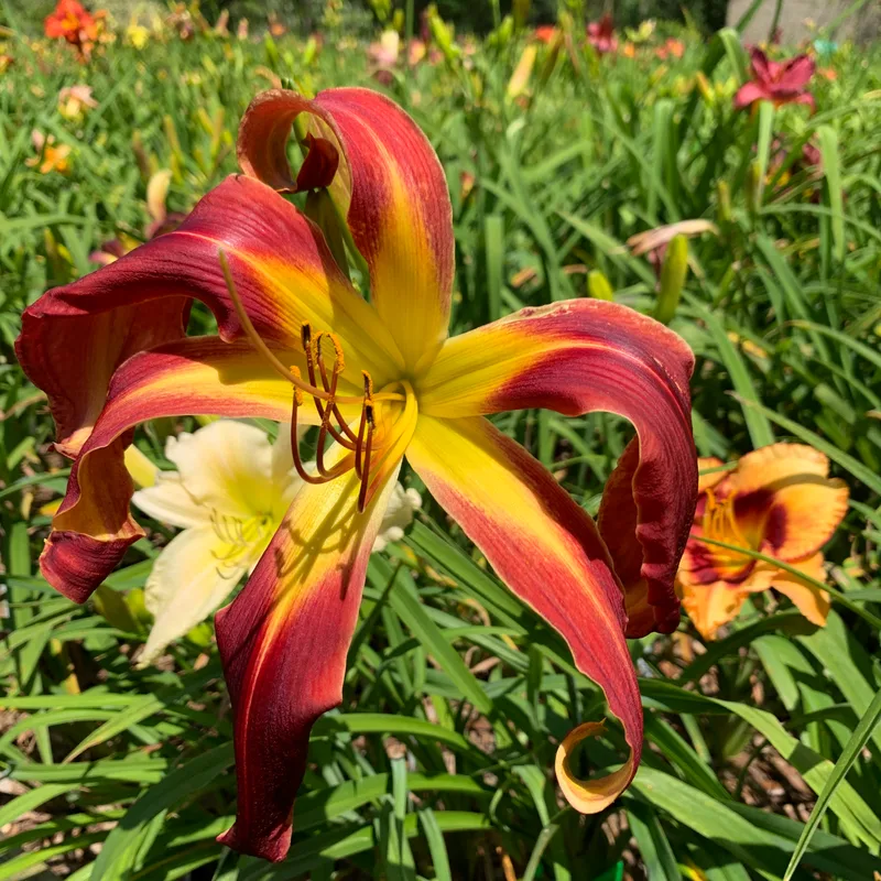 20-45 daylily bloom