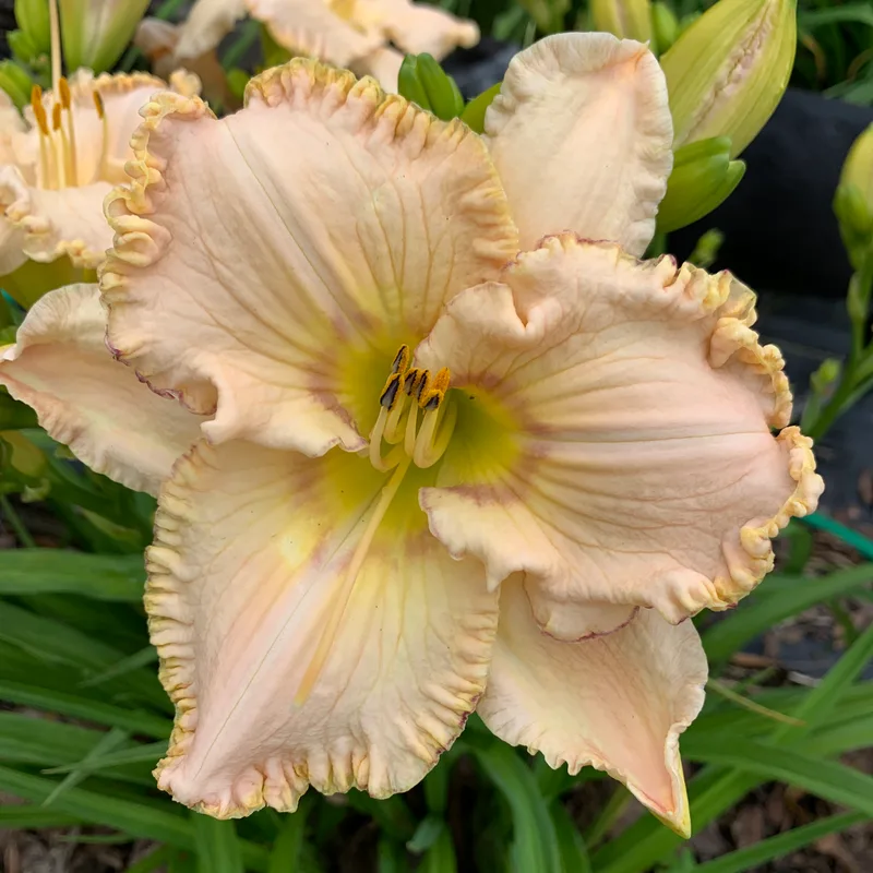 Townsend pale pink ivory daylily bloom