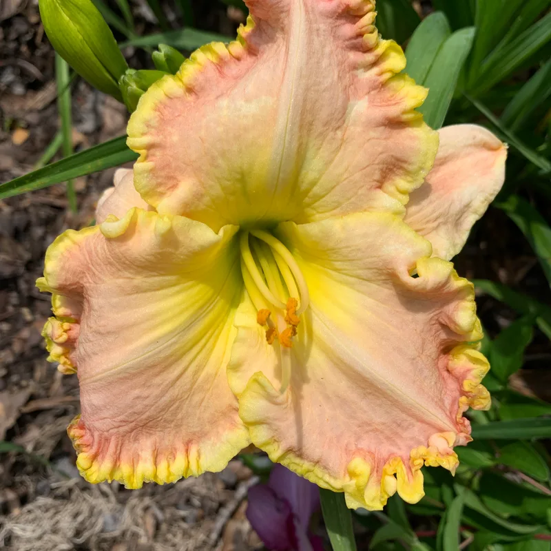73 daylily bloom