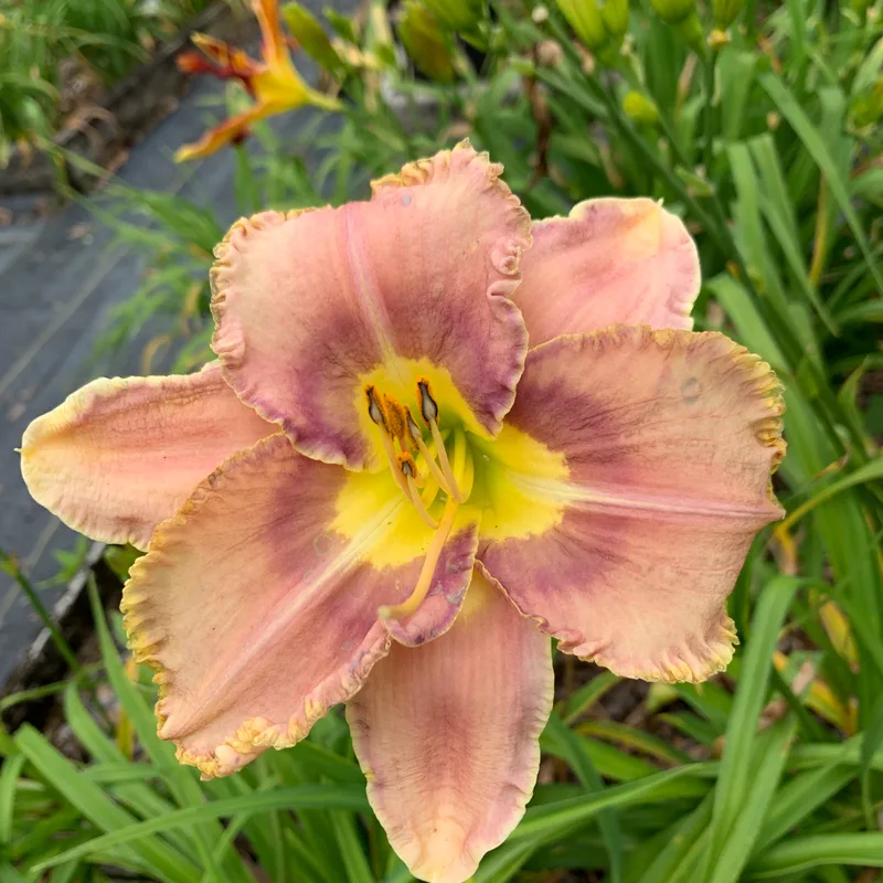 18-72 daylily bloom