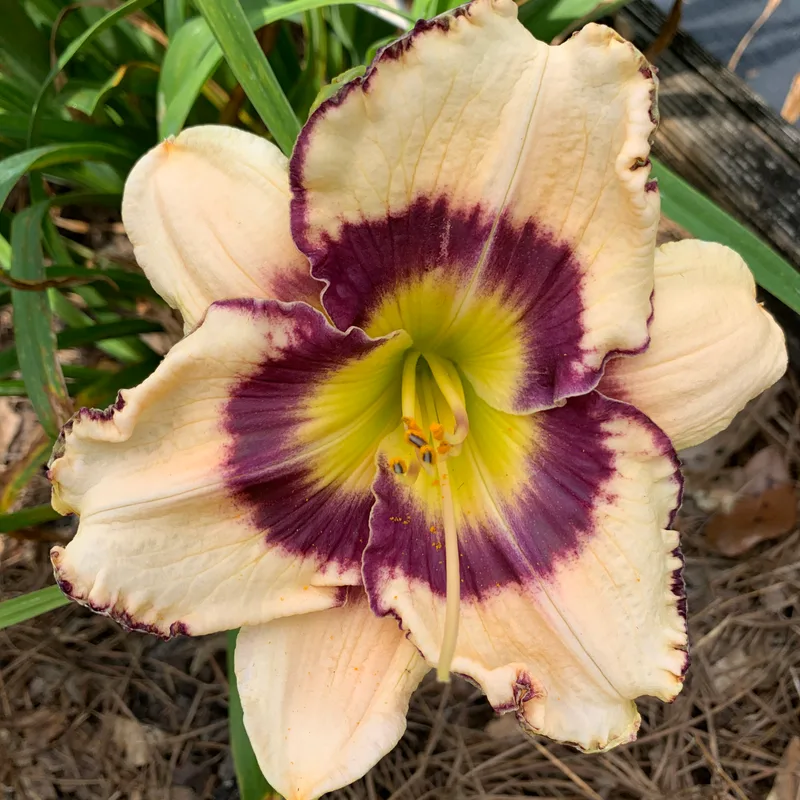 Townsend Peach dark eye daylily bloom