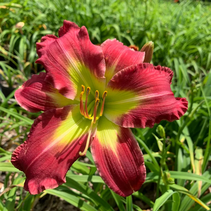 19-78 daylily bloom