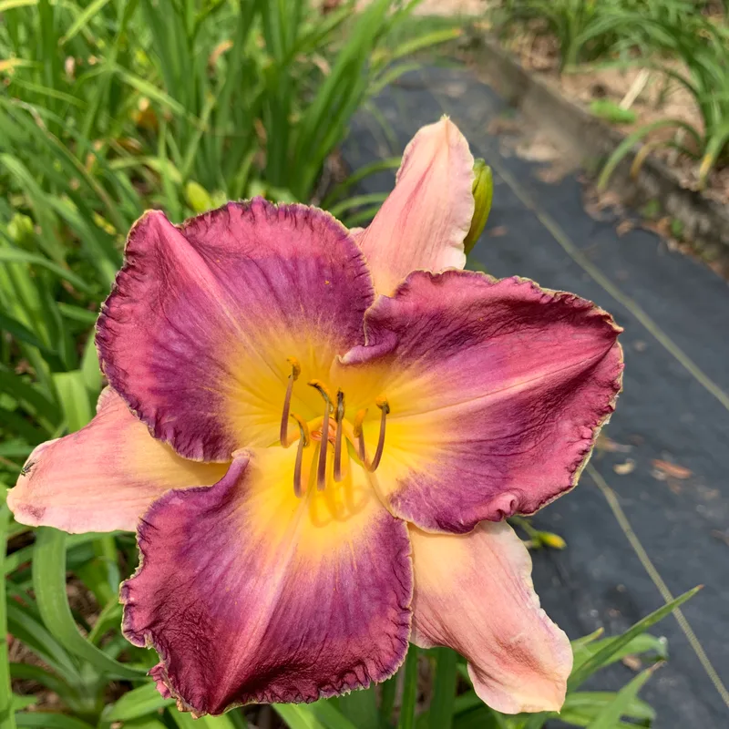 18-56 daylily bloom