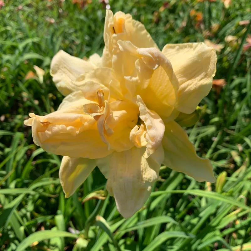 18-17 daylily bloom