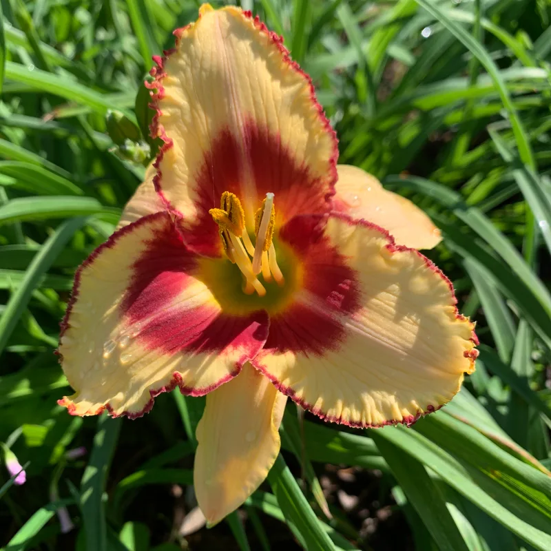 16-20 daylily bloom