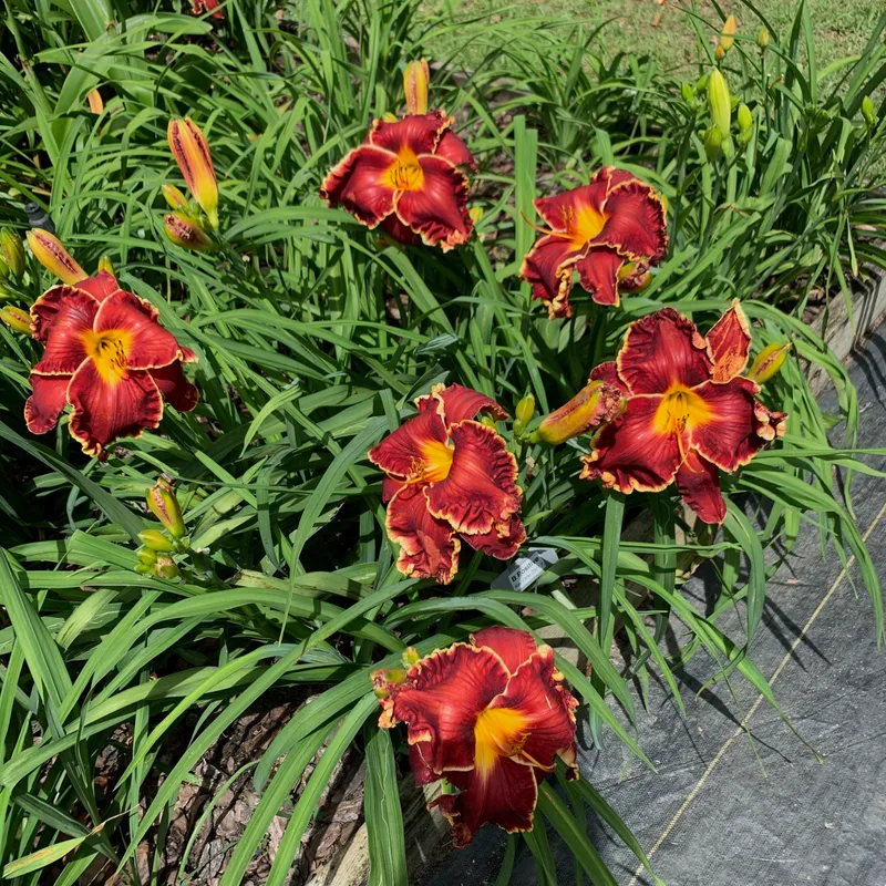 B Positive from RollingOaksDaylilies