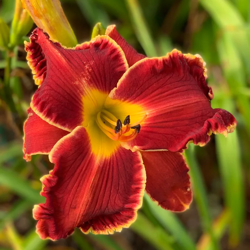 B Positive from RollingOaksDaylilies