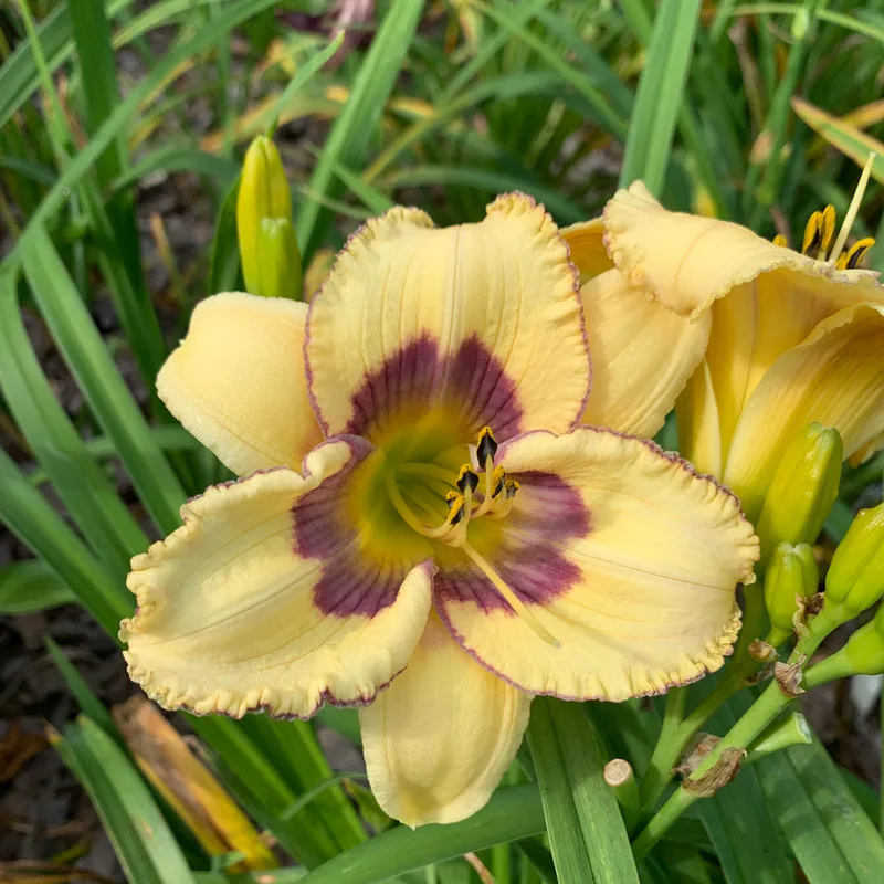 18-19 daylily bloom