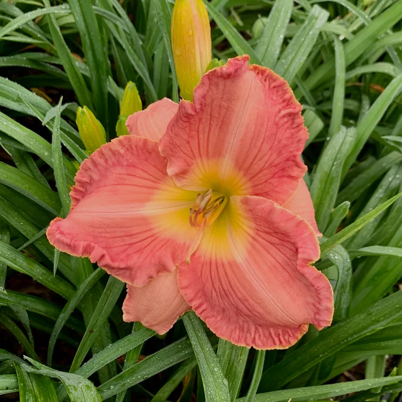 16-25 daylily bloom