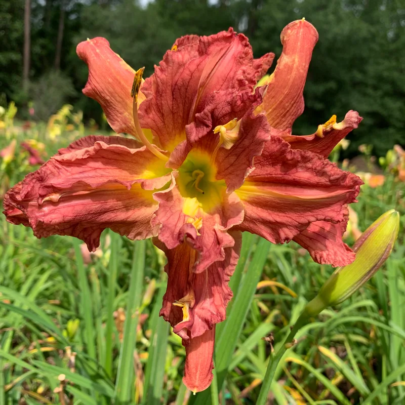 20-100 daylily bloom
