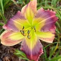 18-149 thumbnail